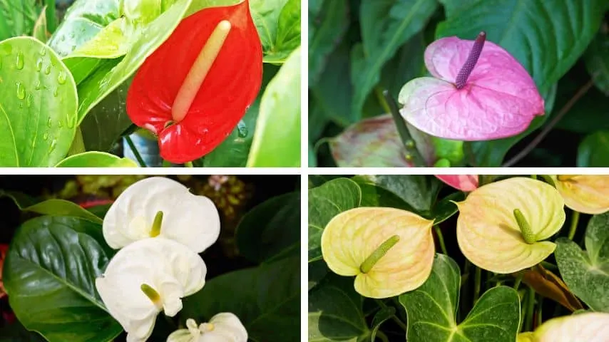 Pink, red, yellow, and white are the most popular colors of the anthurium