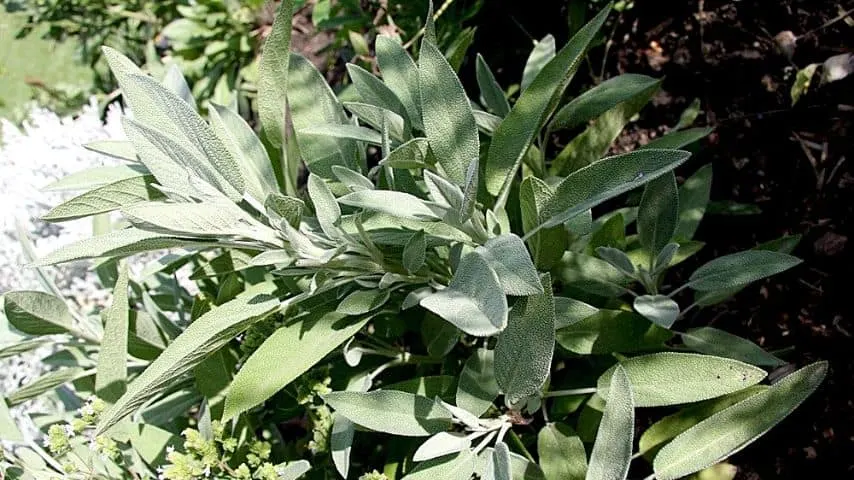 Sage can grow in both alkaline and acidic soil, as well as repel pests that feed on blueberries