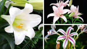 Are Lilies Perennials? The Lilium Flower Annual Check