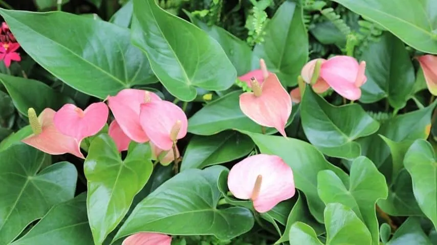 The Painter's Palette anthurium requires a well-draining soil mix, particularly chunky aroid soil