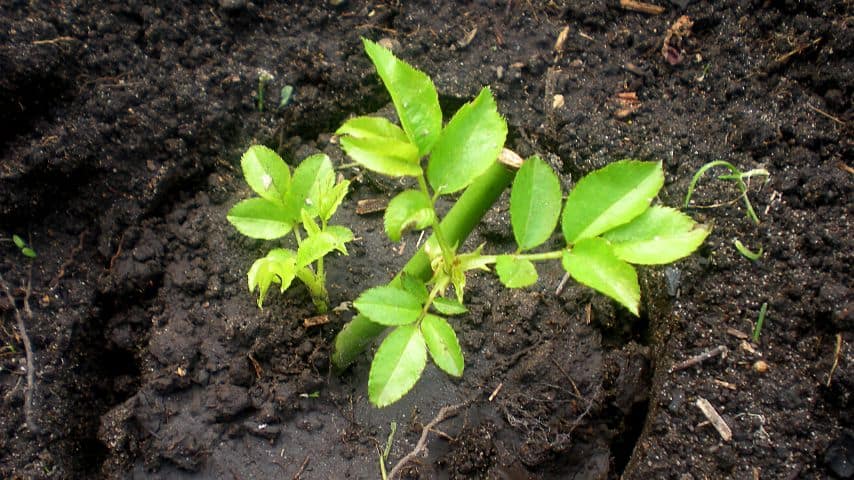 The growth of new leaves is a sign that your rose cuttings are developing healthily