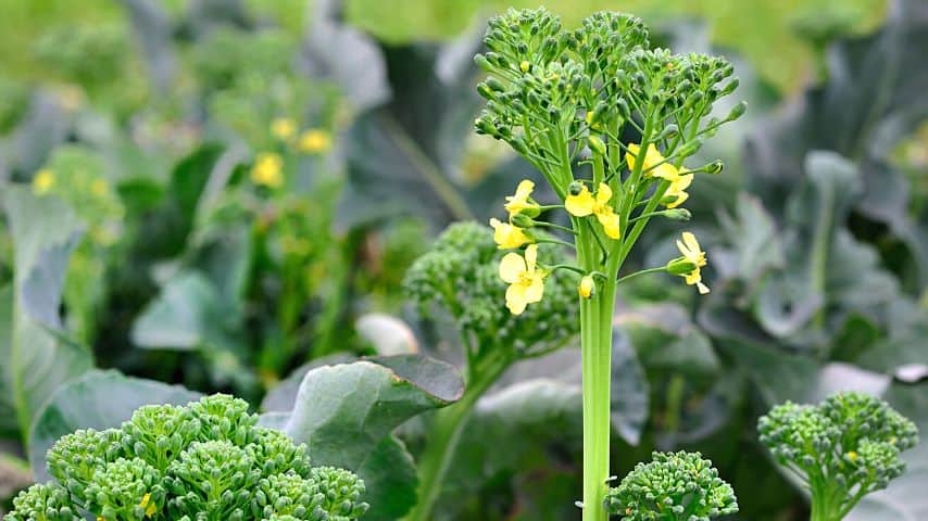 The most common reason for broccoli to flower is stress from overcrowding