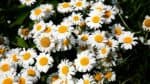 How To Deadhead Daisies — Deadheading For Better Blooms