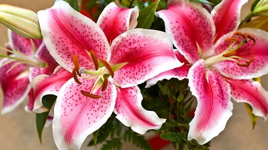 Are Lilies Perennials? The Lilium Flower Annual Check