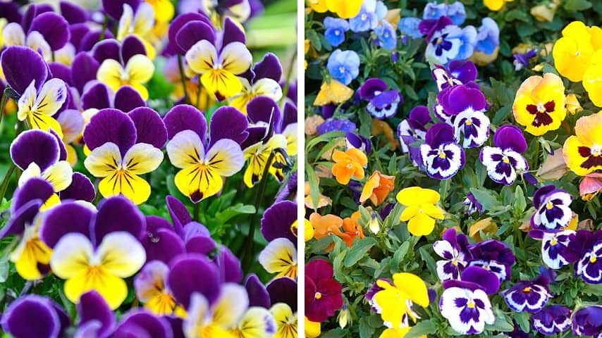 Violas and pansies are the best companions for your snapdragons