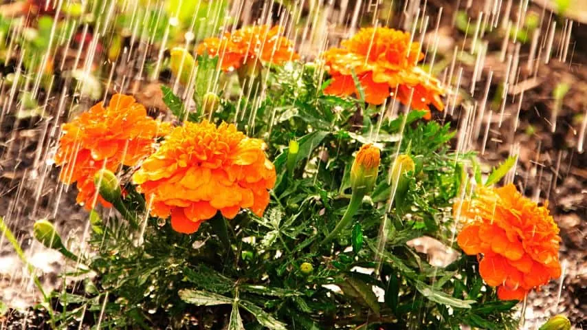 Water your marigolds when the soil's top inch is dry