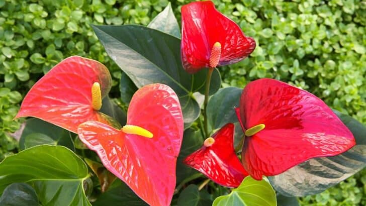 What Are the Easiest Anthuriums? Easy & Difficult Anthuriums