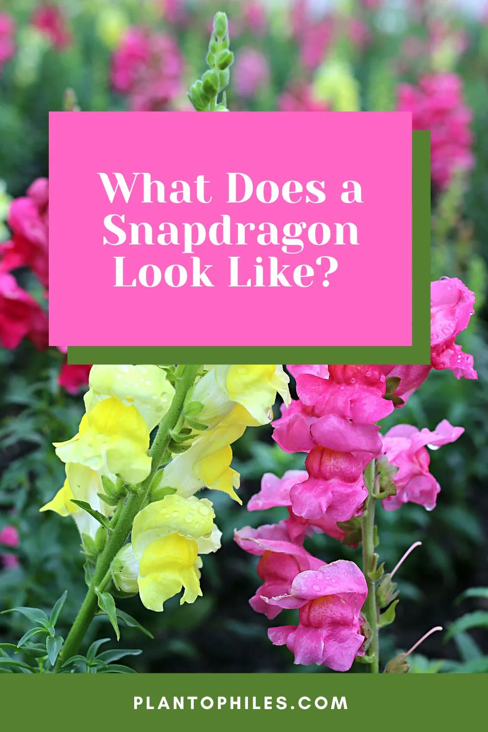 What Does a Snapdragon Look Like?