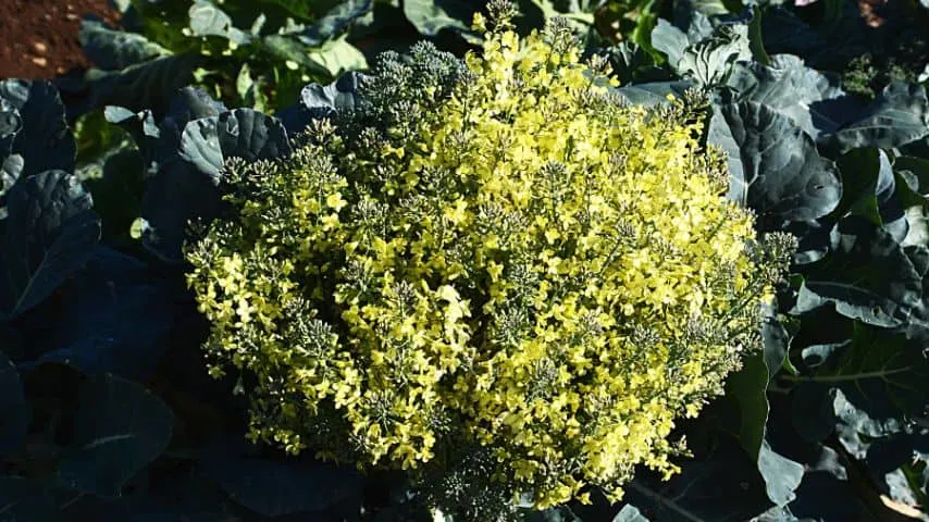 Why is my Broccoli Flowering?