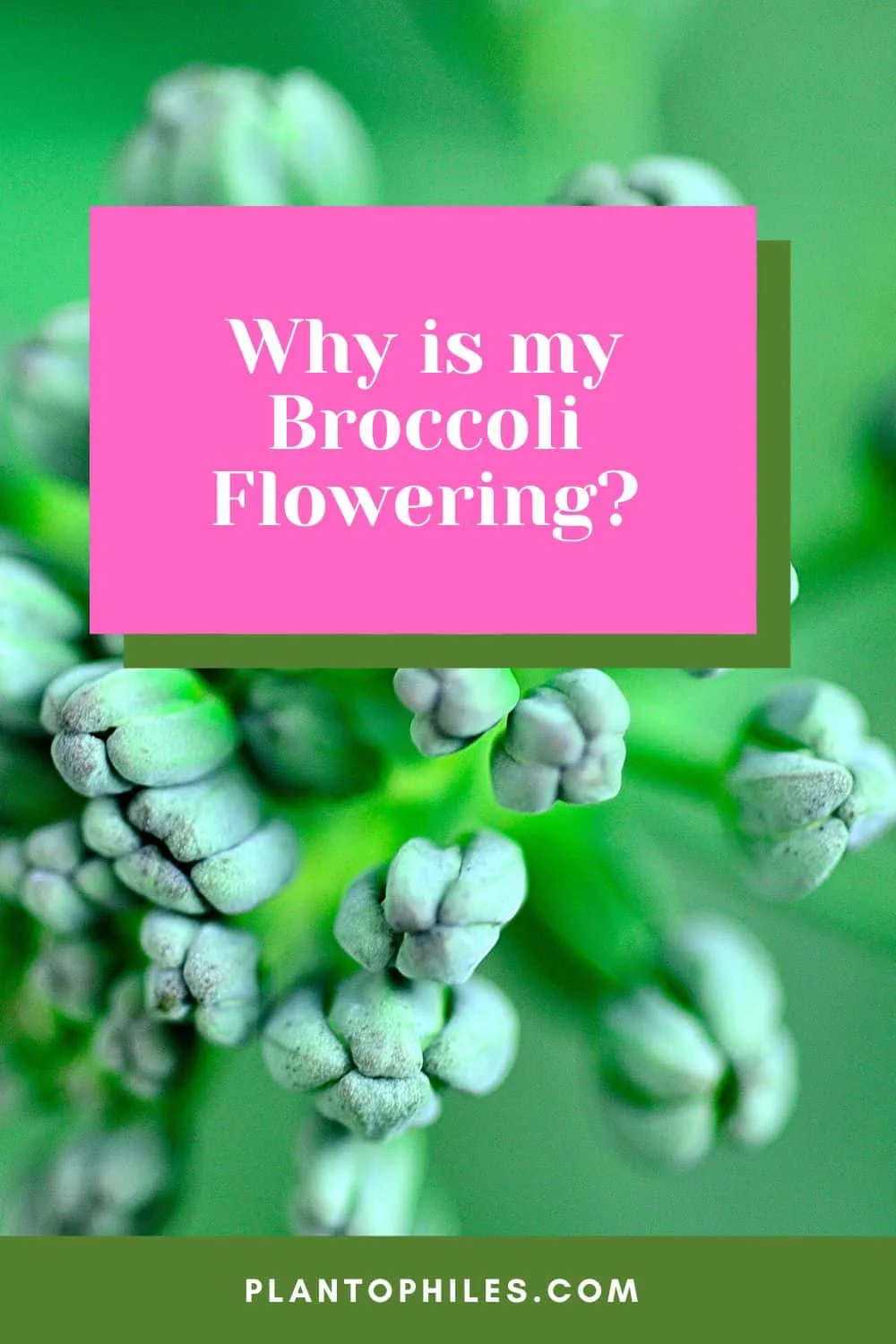 Why is my Broccoli Flowering?