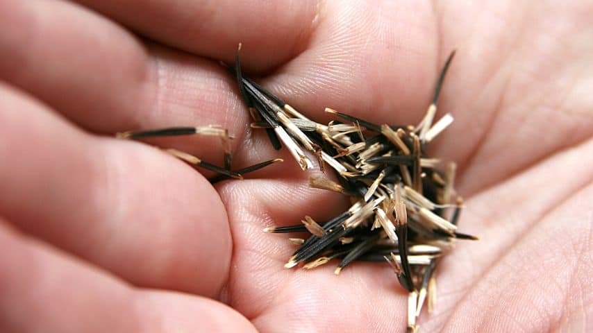 You can plant the marigold seeds outside once the threat of frost has passed