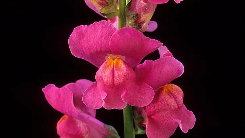 You will see the dragon's mouth of the snapdragon plant if you compress the sides of the flower