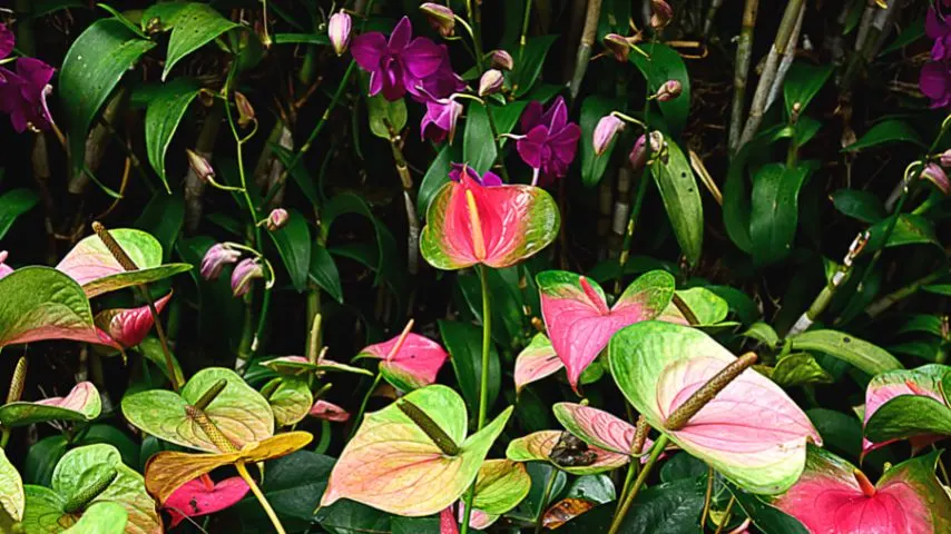 Grouping your Anthuriums with other houseplants is another way to increase the humidity of the room they're in