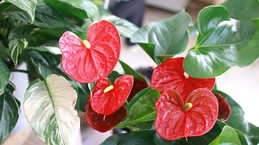 For anthuriums to grow faster and bloom, they need to be exposed to bright light 8 hours a day