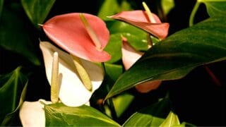 How Much Light Do Anthuriums Need?