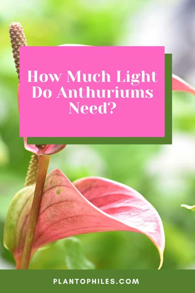 How Much Light Do Anthuriums Need?
