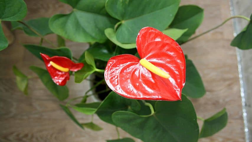 Just like other plants, you can grow your Anthuriums in your home as they don't need special growing equipment apart from a humidifier