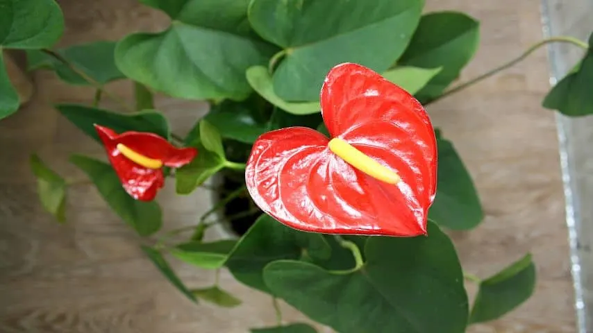 Just like other plants, you can grow your Anthuriums in your home as they don't need special growing equipment apart from a humidifier