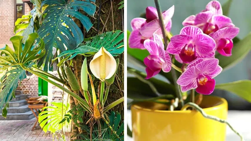 Monstera and orchids of the Orchidaceae plant family are also known to grow aerial roots
