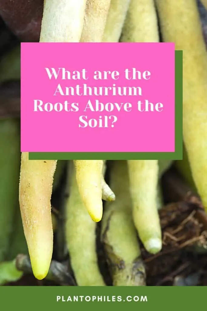 What are the Anthurium Roots Above the Soil?
