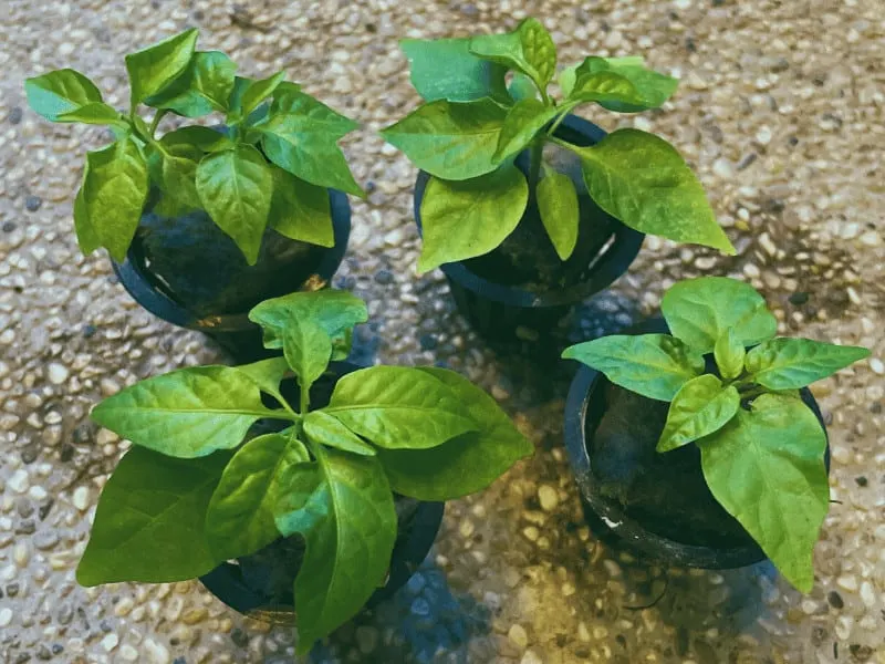 Healthy chili seedlings that are growing under the grow light