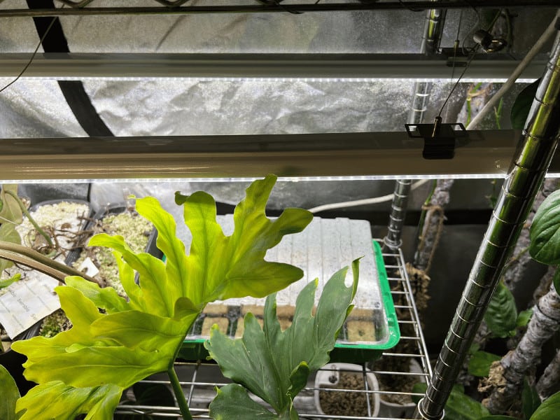 The seedlings are on a rack with tropical plants. The lights will also be great for vegetative growth of my other plants