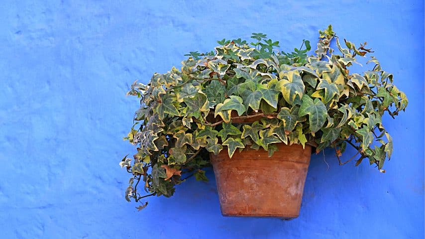 Hanging Basket Plants Low Light Algerian Ivy