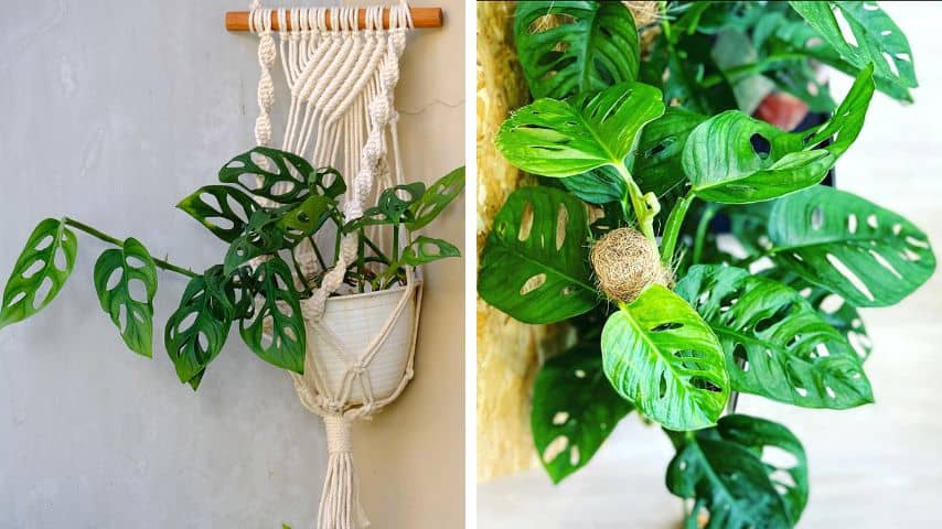 Hanging Basket Plants Low Light Monkey Leaf Plant 