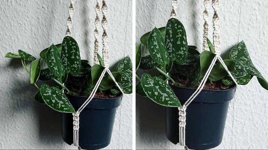 Hanging Basket Plants Low Light Silver Pothos 