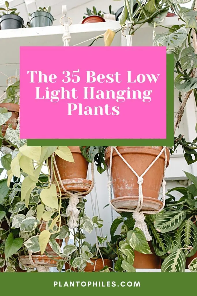 The 35 Best Low Light Hanging Plants