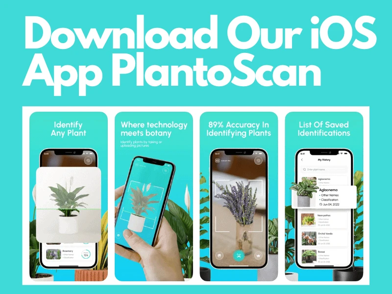 iOS App PlantoScan