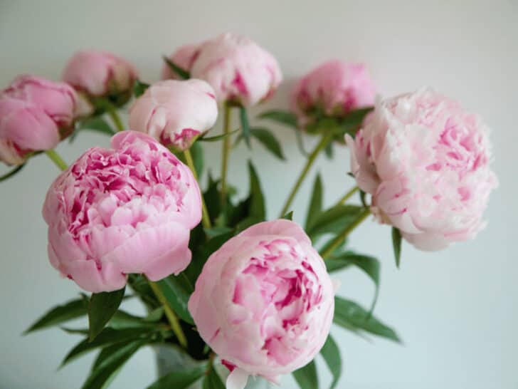 12 Best Flowers for Mother's Day [2024]