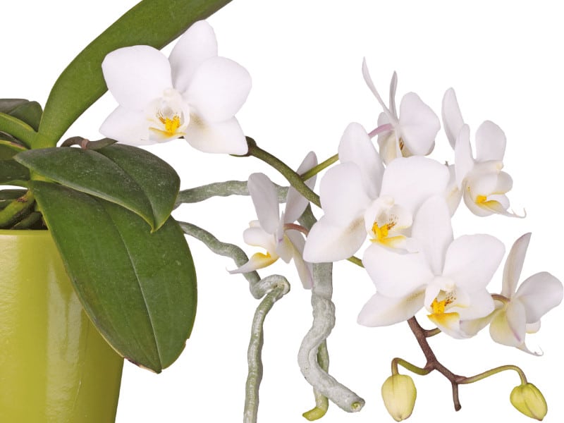 Phalaenopsis Orchid (Moth Orchid)