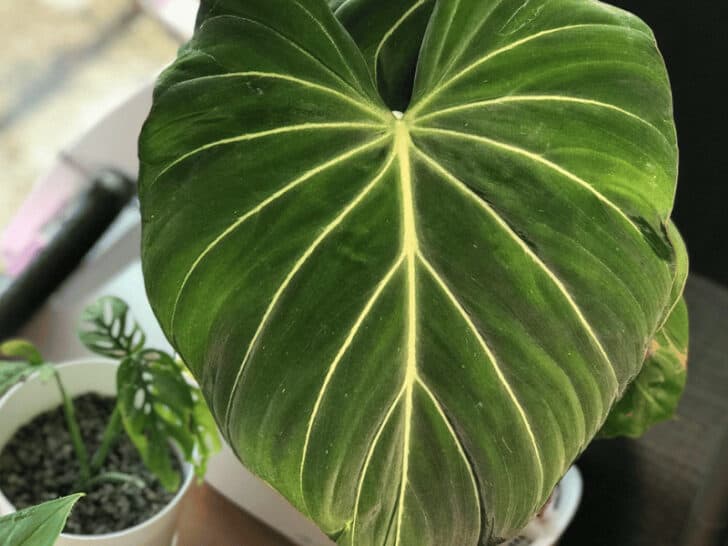 Philodendron Gloriosum Care - #1 Best Guide