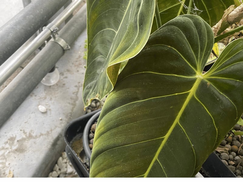 Philodendron Melanochrysum Care - #1 Best Guide 1