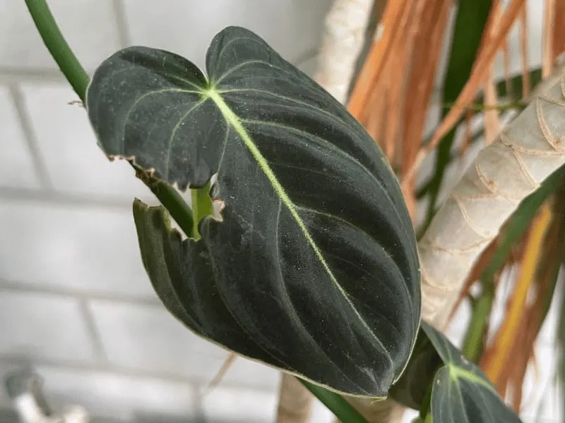 Philodendron Melanochrysum Care - #1 Best Guide 2