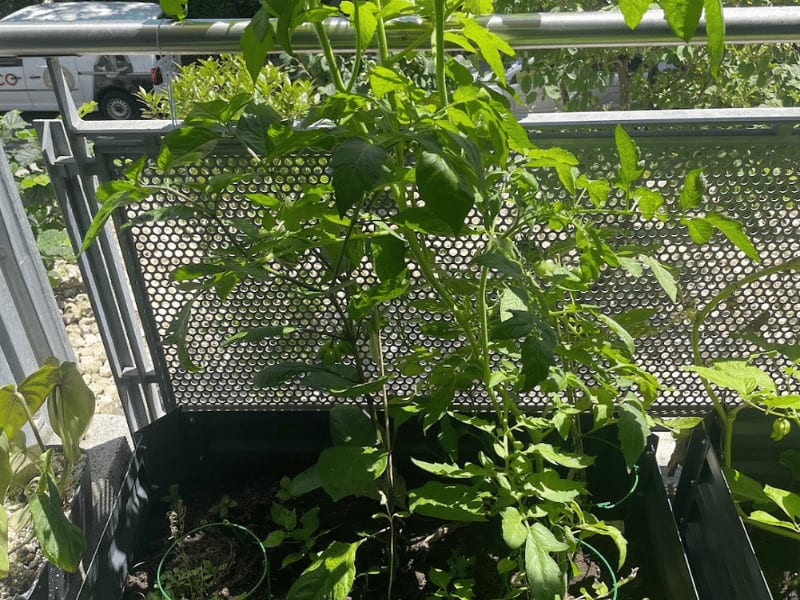 Tomato and chili plants in my raised bed on the balcony thriving with organic fertilizer 