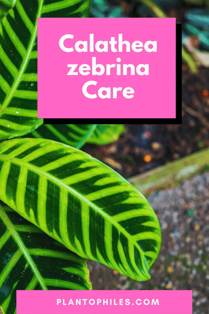 Calathea Zebrina Care - Mistakes to Avoid! 1
