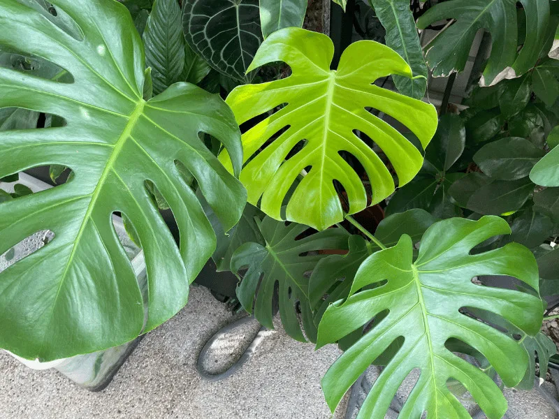 The Best Soil for Monstera Deliciosa - Expert Insights 1