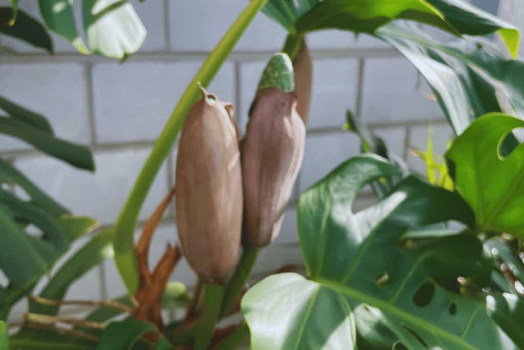 3 Monstera inflorescences (blooms) at once. I am looking forward to the fruits