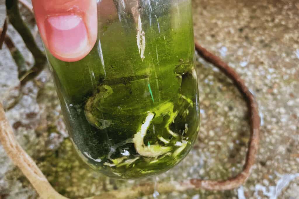 Algae will form in transparent containers
