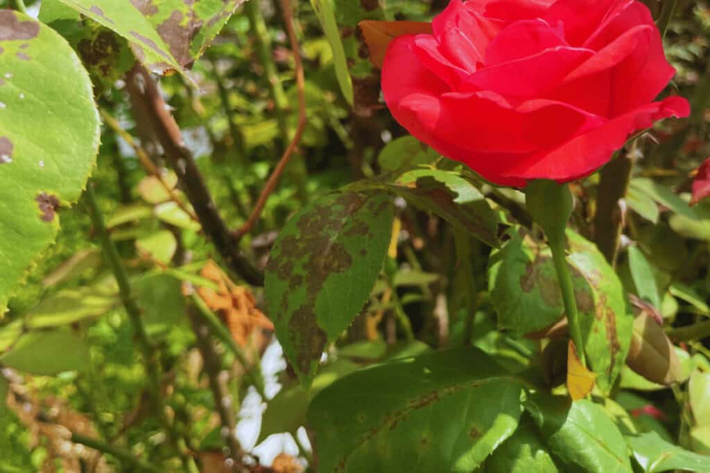 3 Steps How To Revive A Dying Rose Plant 4