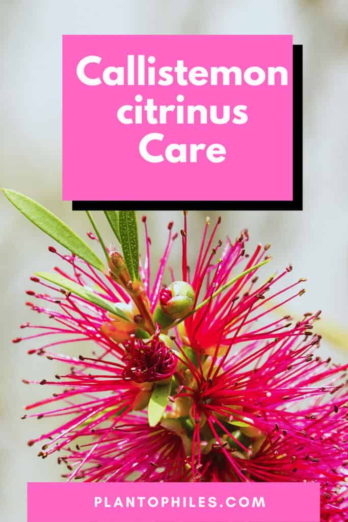 Callistemon citrinus Care - Bottlebrush Tree Growing Guide 1