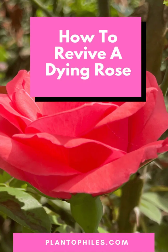 3 Steps How To Revive A Dying Rose Plant 1