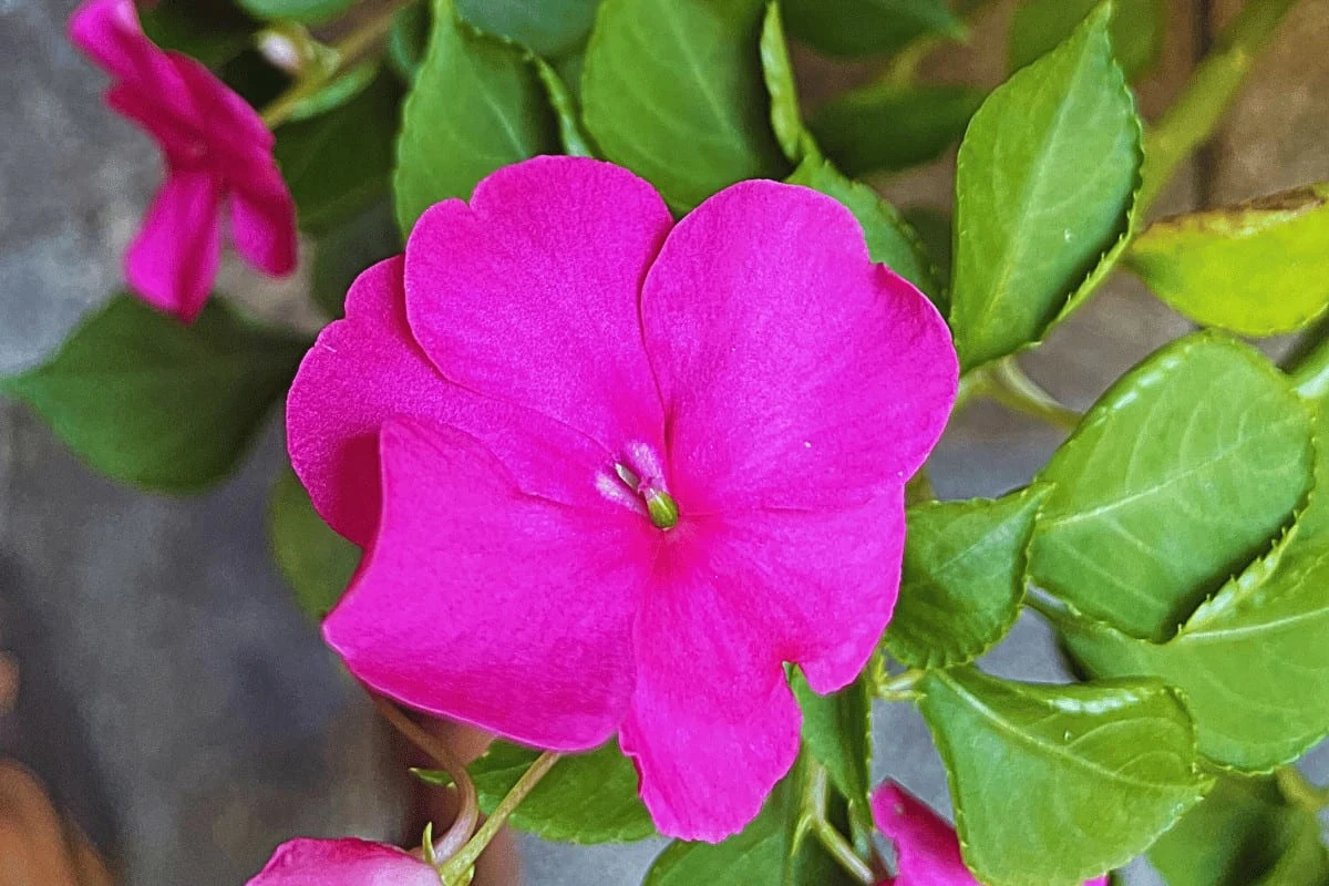 Impatiens