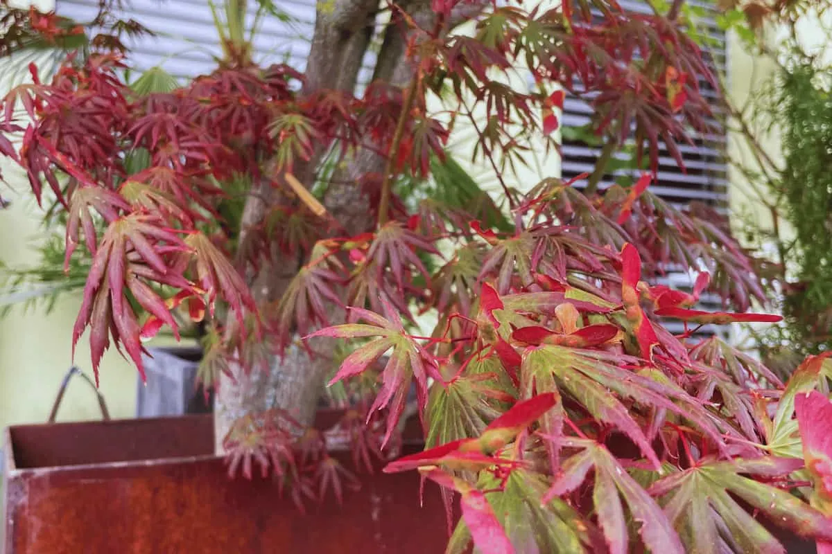 Japanese Maple