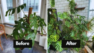 Monstera deliciosa air root in water before after