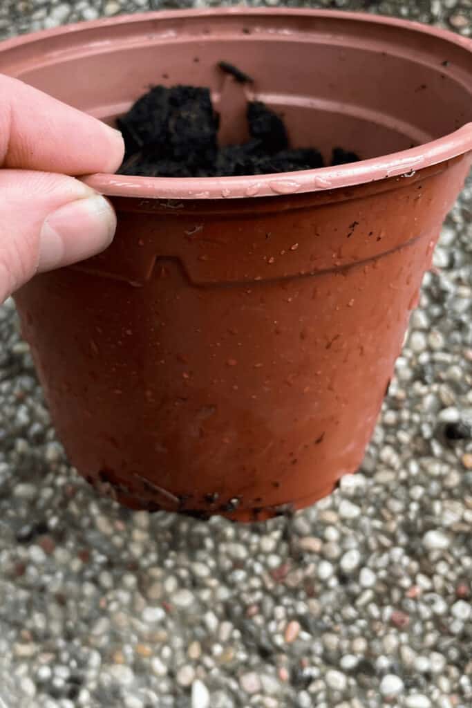 How to Repot a Plant – 8 Easy Steps To Success 1
