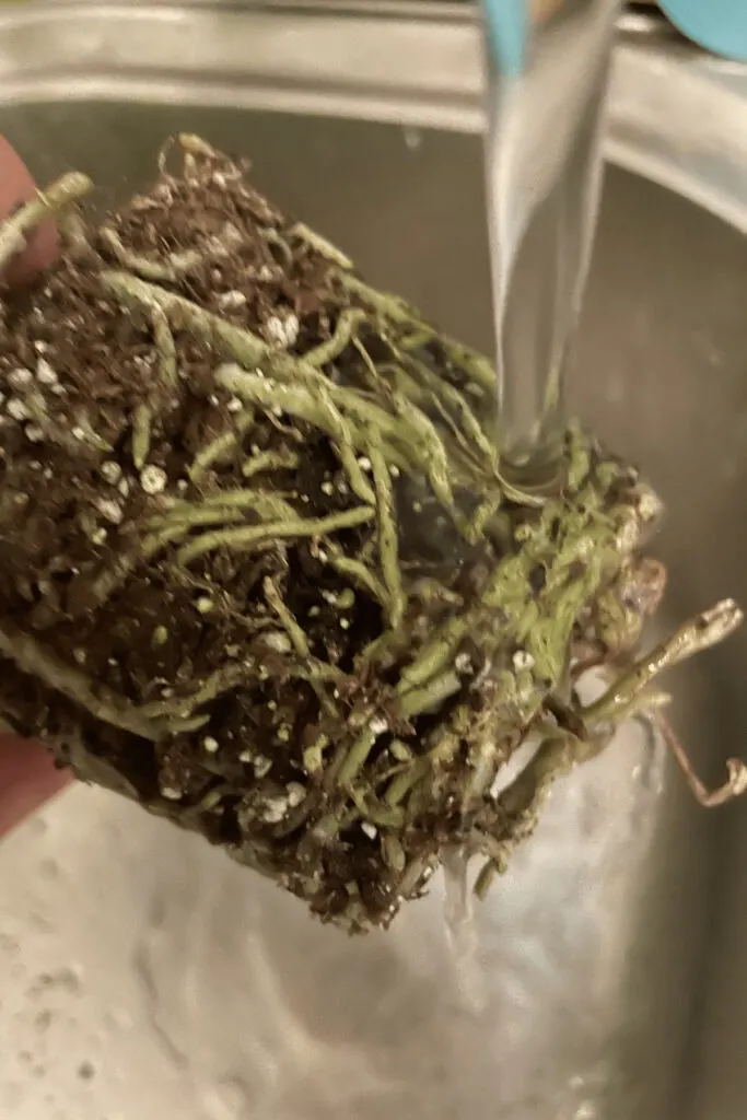 Root Rot Treatment 3