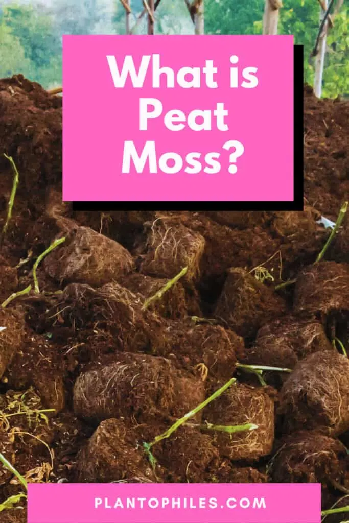 What is Peat Moss?